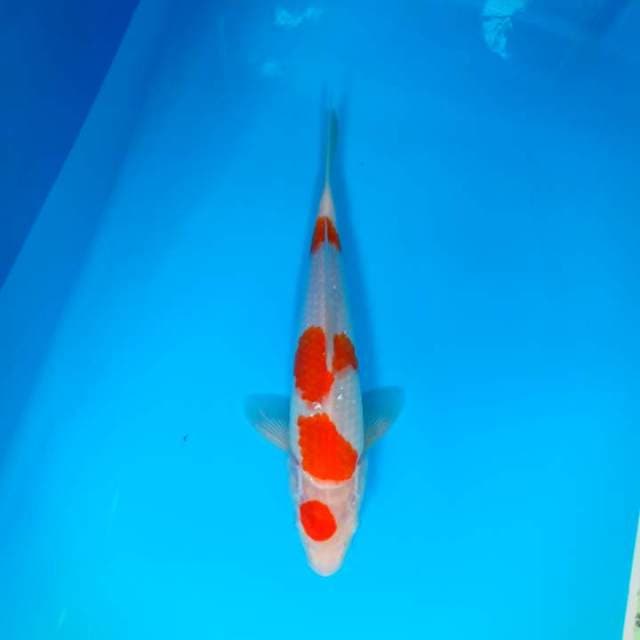 Kohaku
