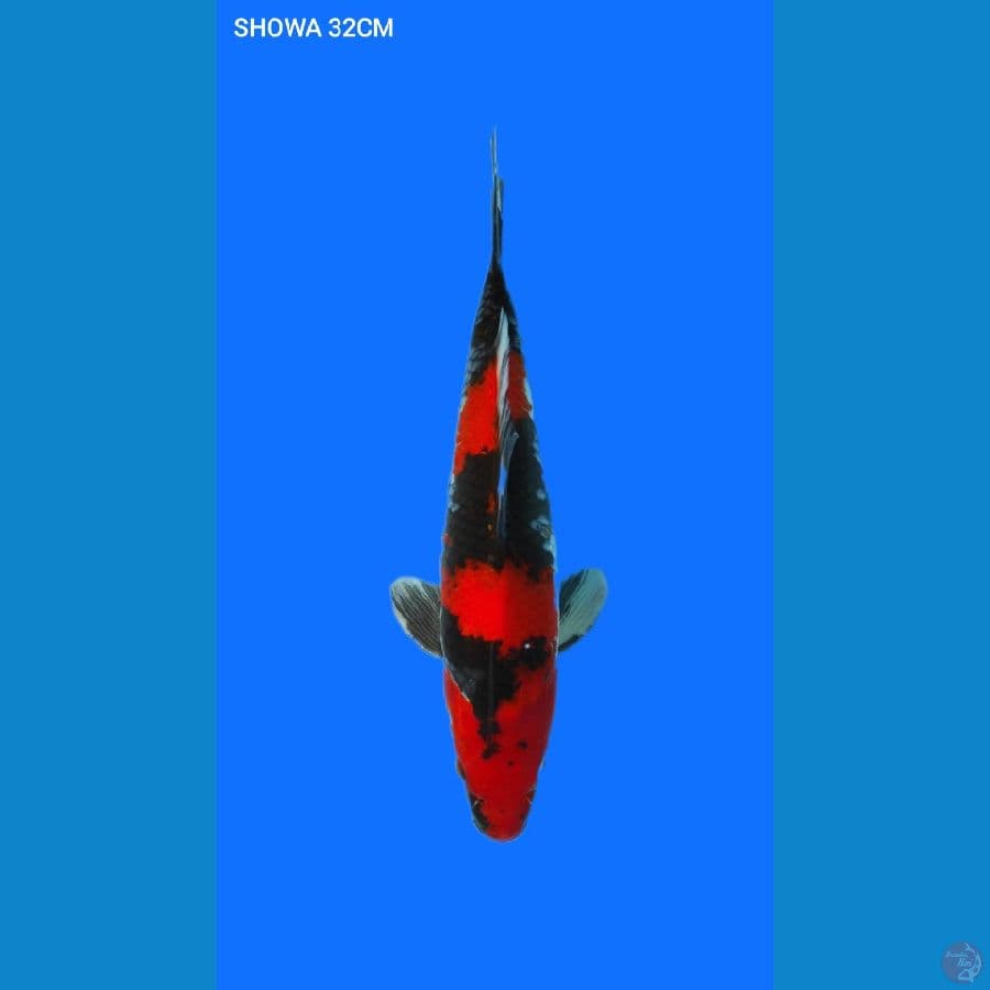 SHOWA F1 32