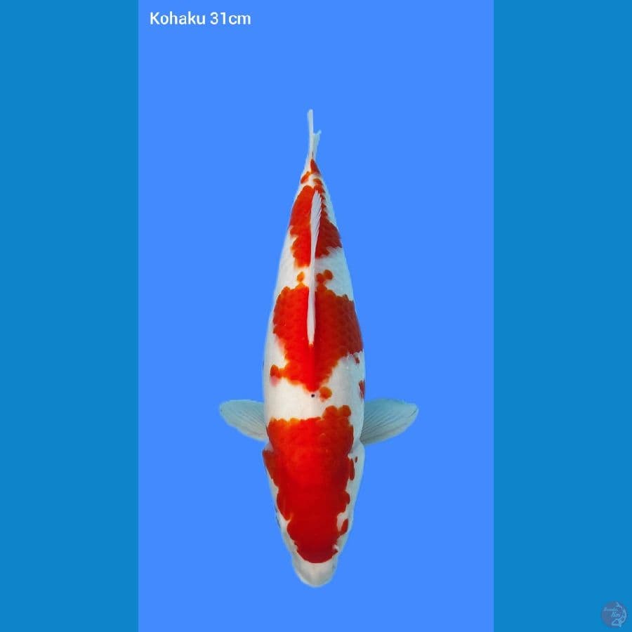 KOHAKU BULKY 31CM