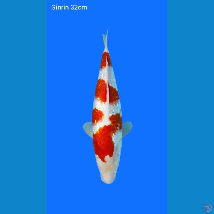 FULL GINRIN 32CM