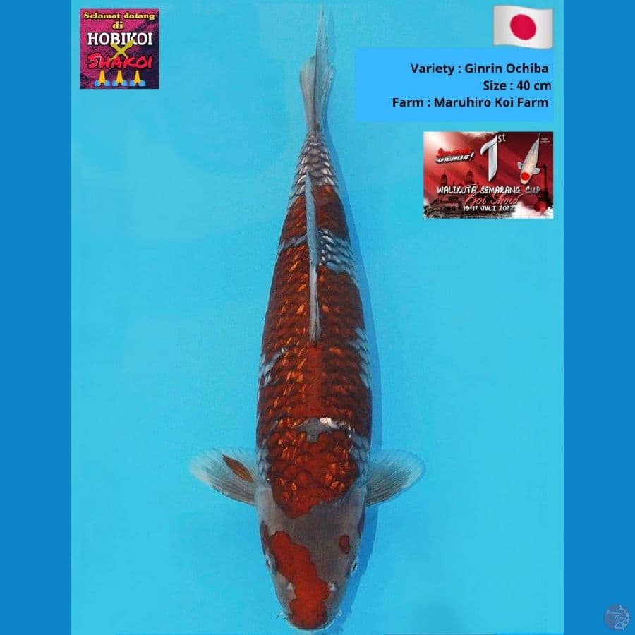 Ochiba Ginrin 40Cm
