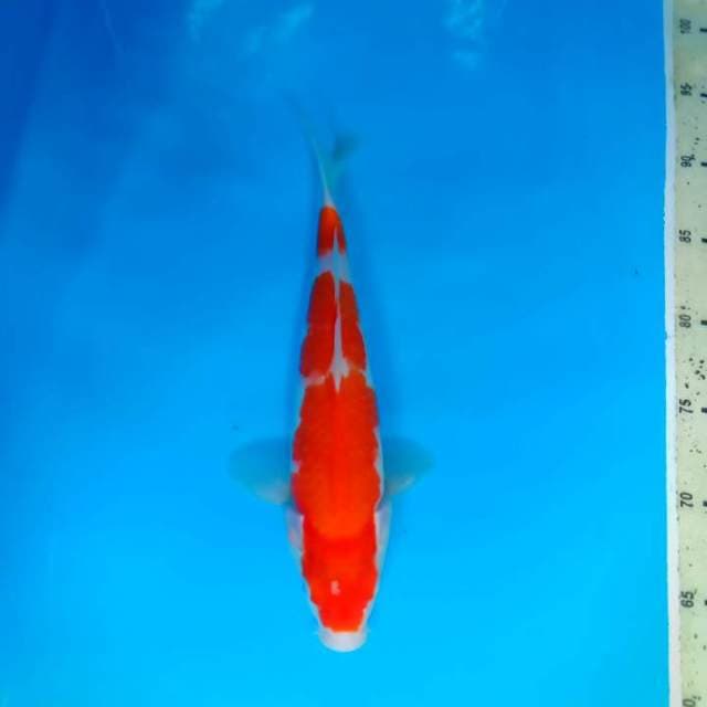 Kohaku