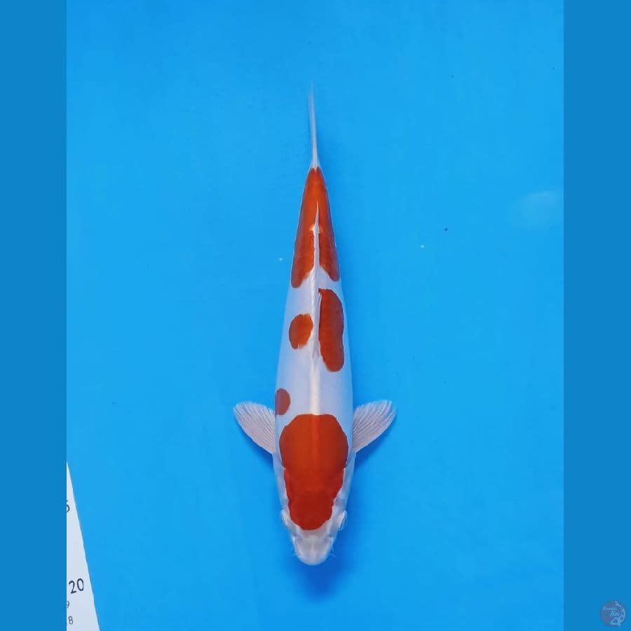 kikusui 30cm male original