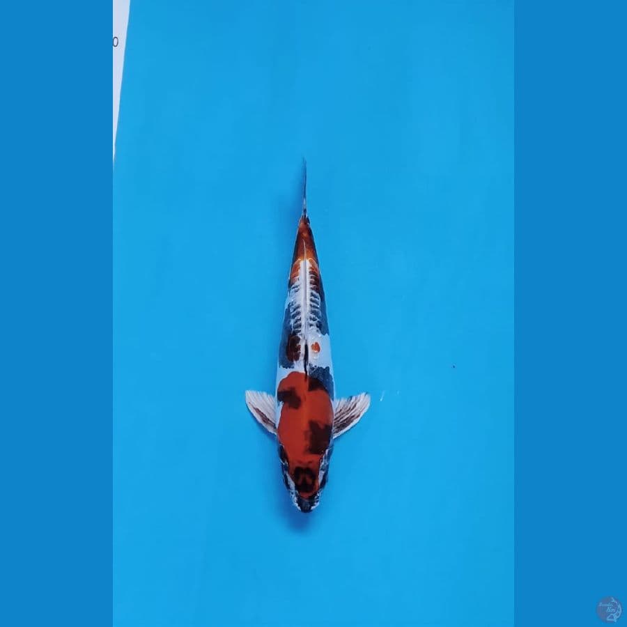 showa doid hikari 30cm male