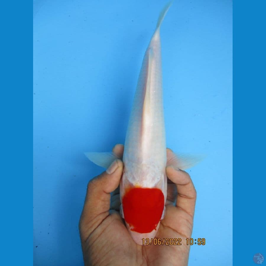 MKC KOI GRUB