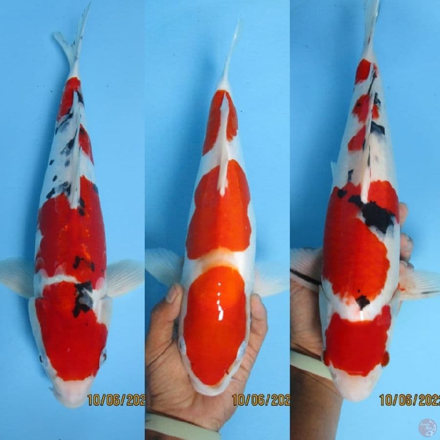 MKC KOI GRUB