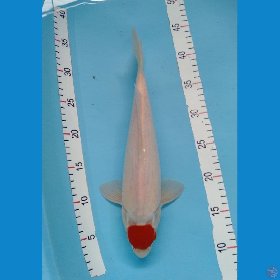 Tancho Kohaku Merah strong, Body kekar