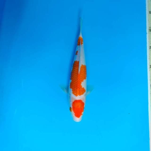 Kohaku