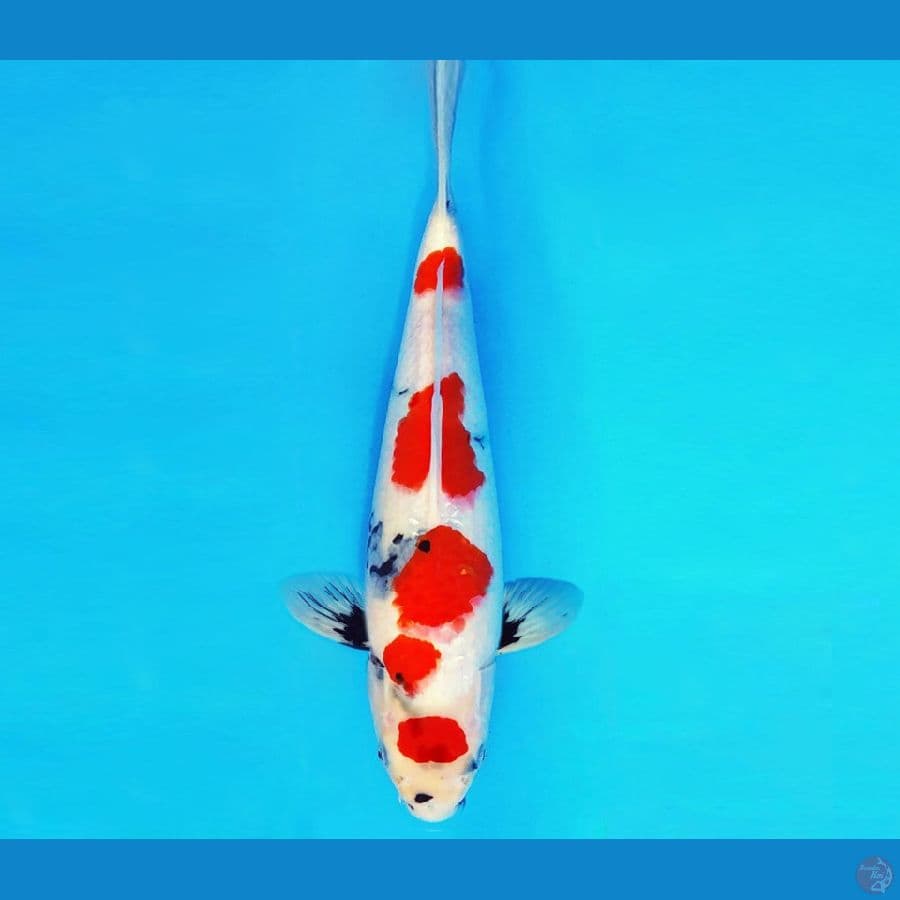SHIBUYA 1 ~ KINDAI SHOWA 33 cm/male ™