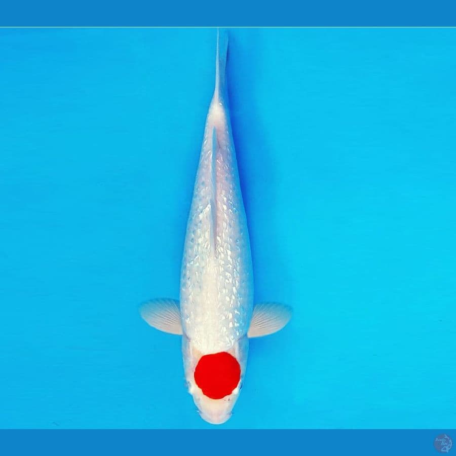 SHIBUYA 5 ~ TANCHO GIN RIN 29 cm/fm ™