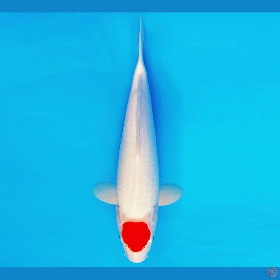 SHIBUYA 8 ~ TANCHO 29 cm/fm ™