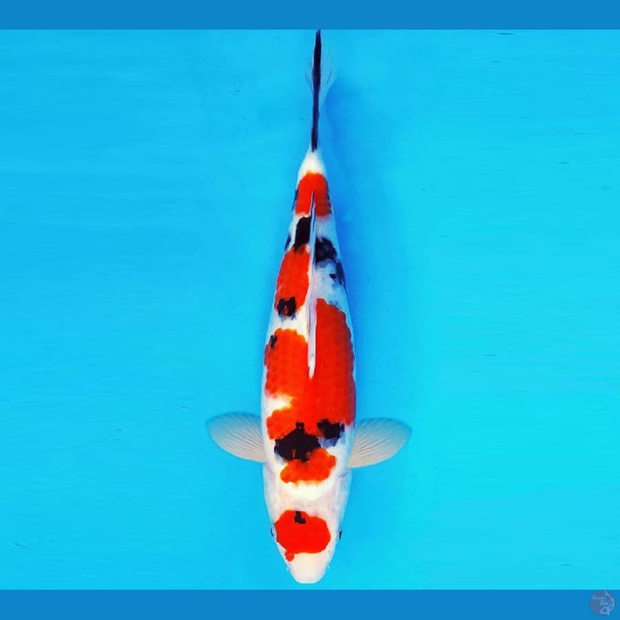 SHIBUYA 10 ~ SANKE 31 cm/male ™