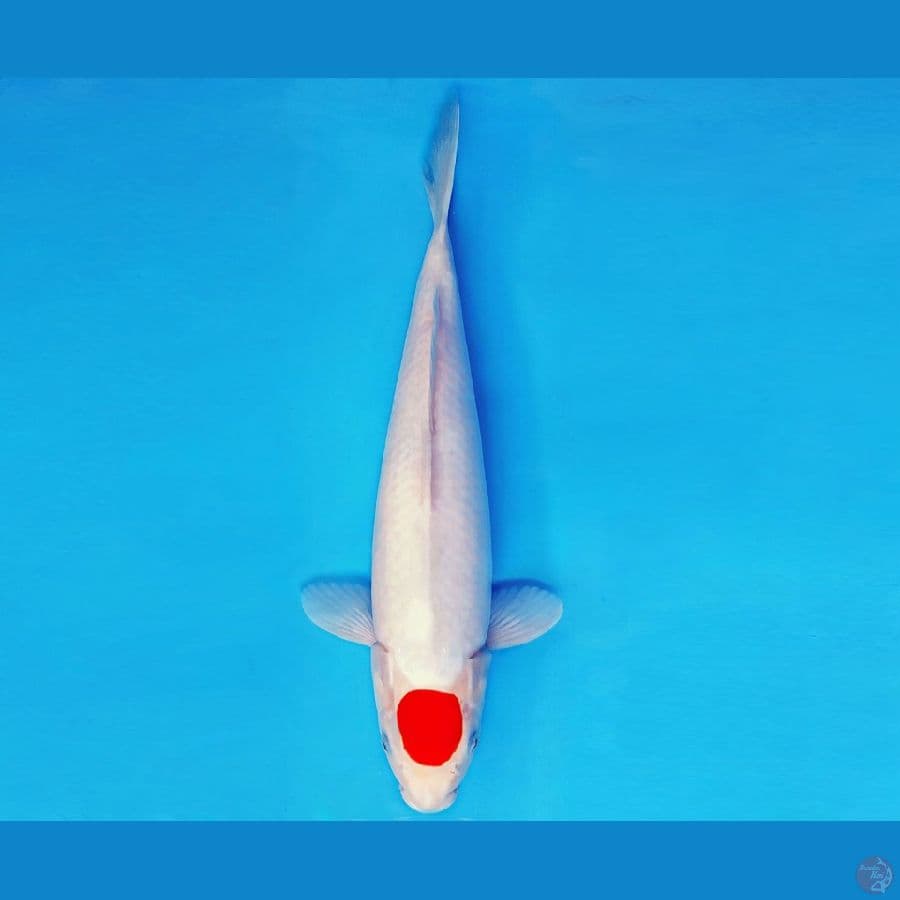 SHIBUYA 12 ~ TANCHO 31 cm/male ™