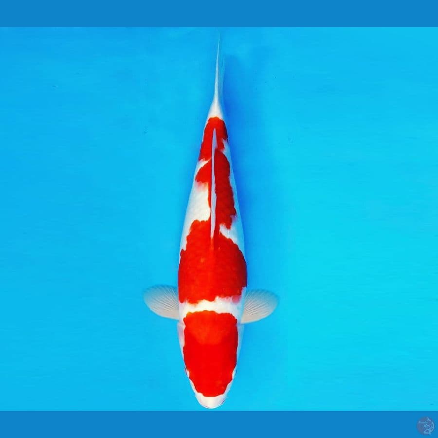 SHIBUYA 15 ~ KOHAKU 34 cm/fm ™