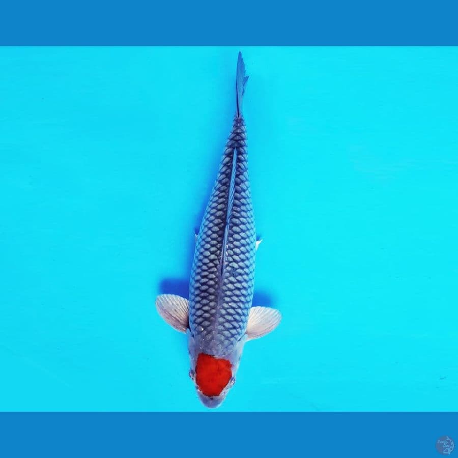 SHIBUYA 16 ~ TANCHO OCHIBA 32 cm/male ™