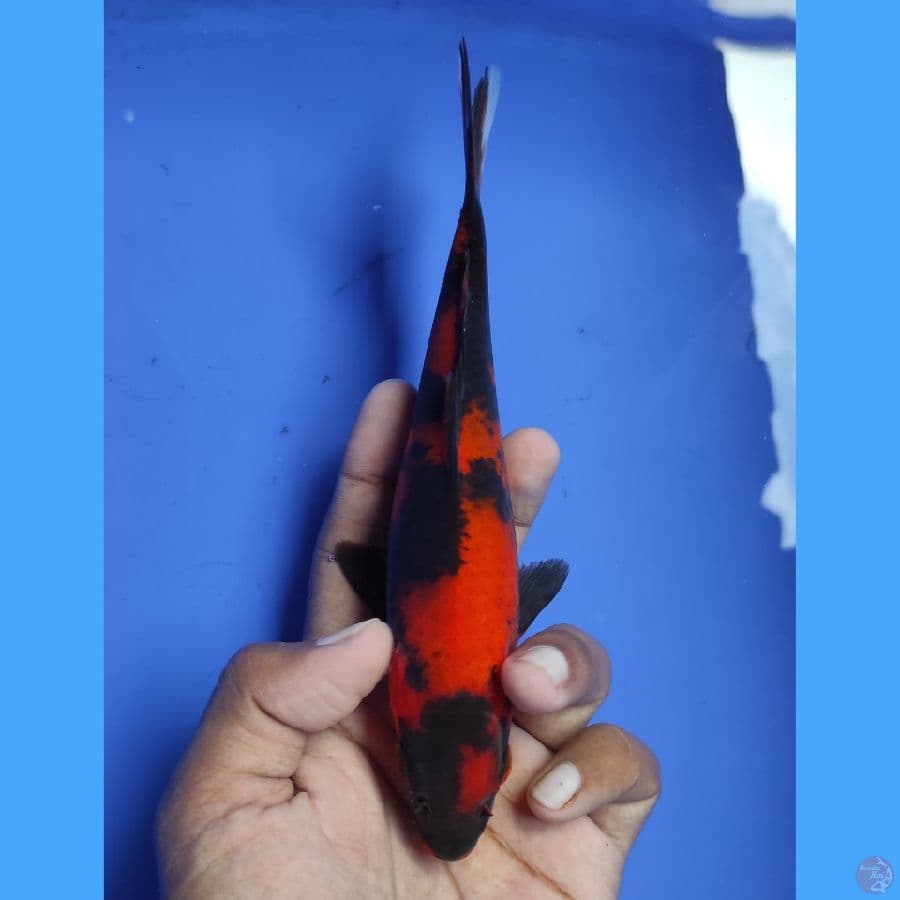 Hi Utsuri - Up to 20CM