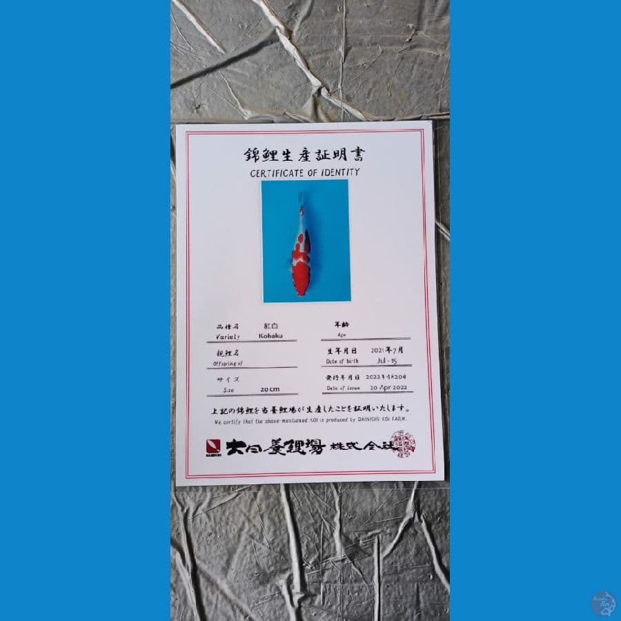 Dainichi Kohaku sz 31cm