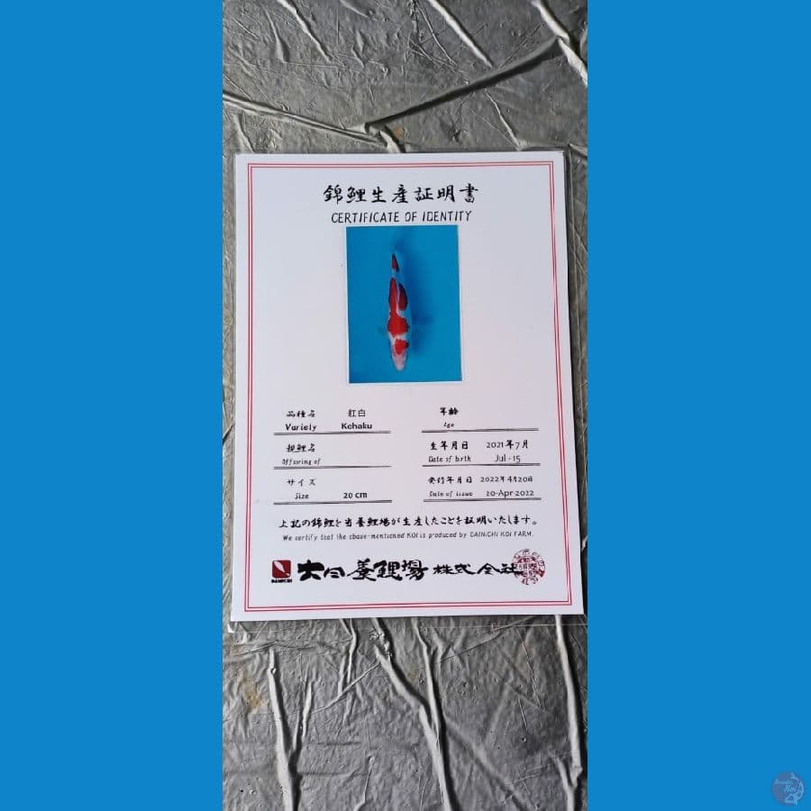 Dainichi Kohaku sz 28cm