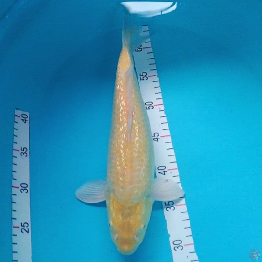 Karashi Ginrin 35cm