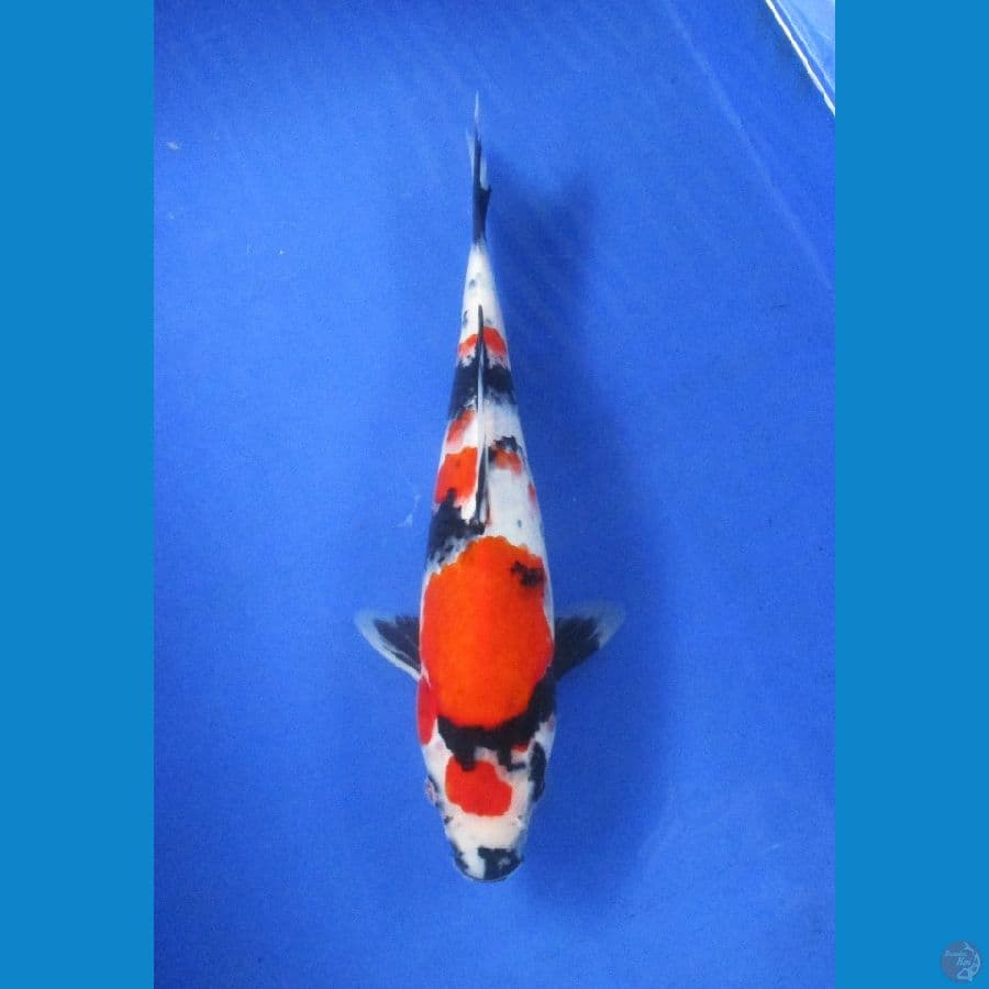 showa ±29cm