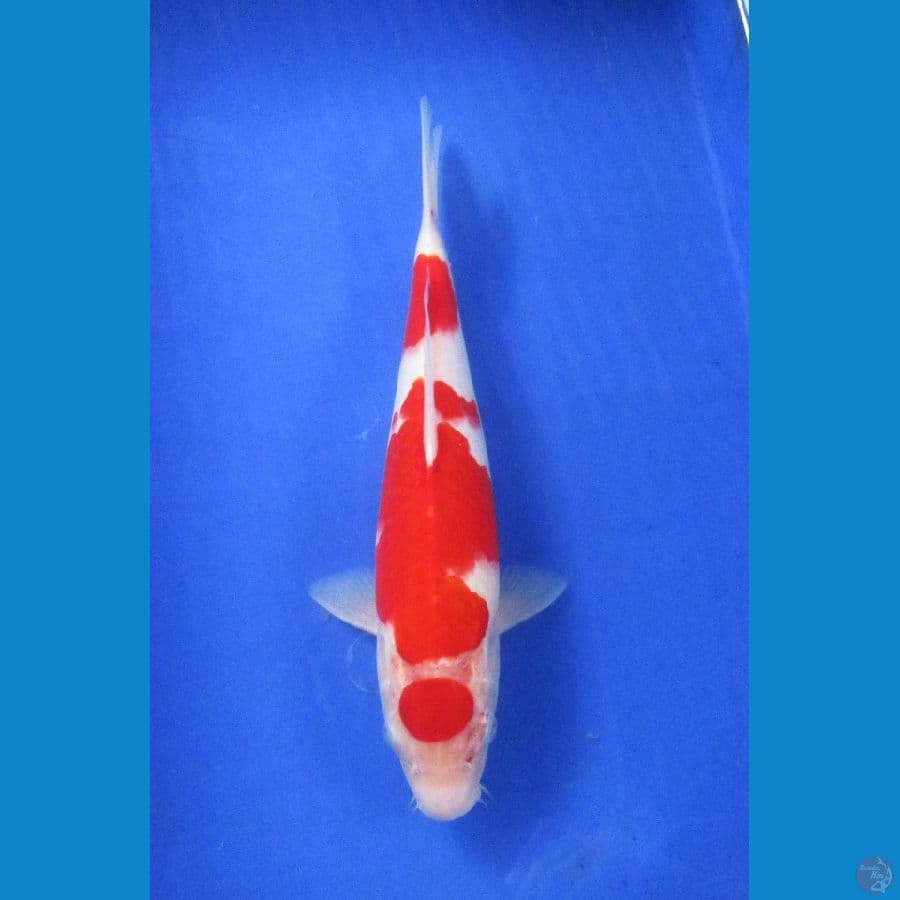 kohaku ±32cm