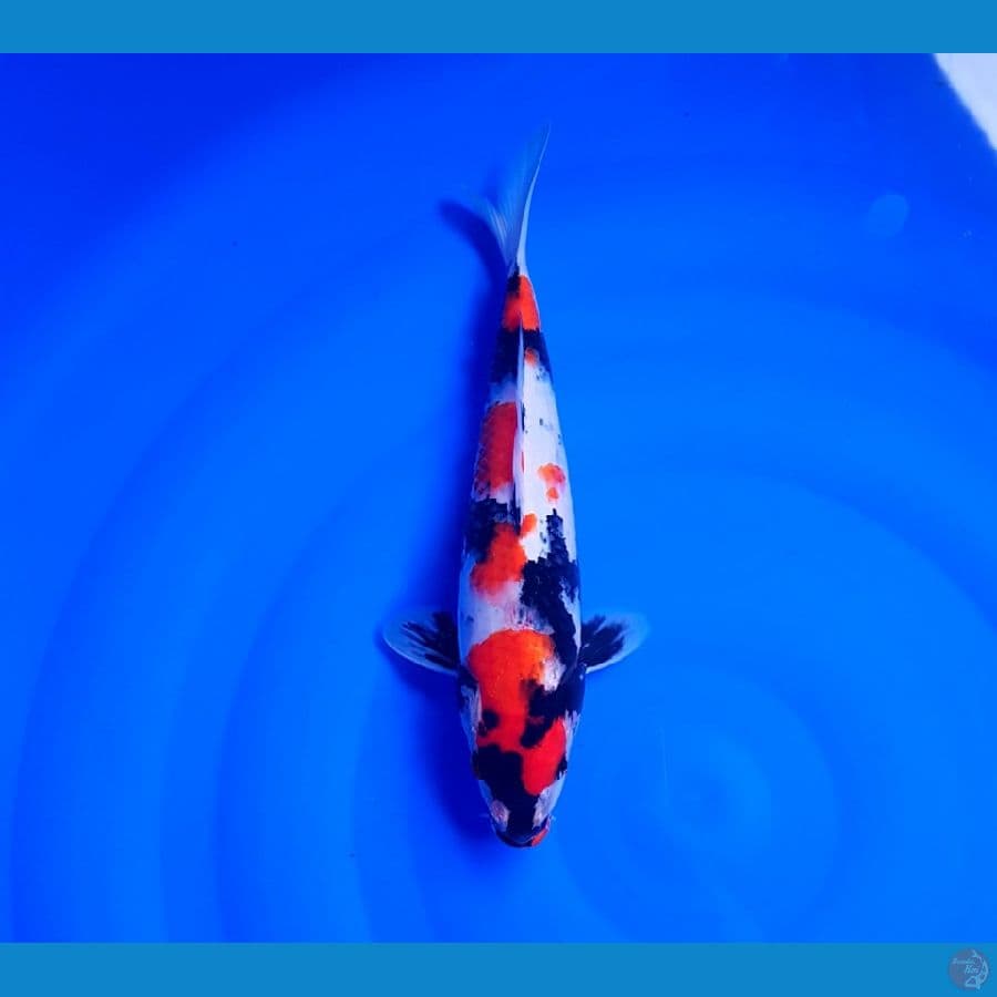 SHOWA SHANSOKU 35 CM FEMALE