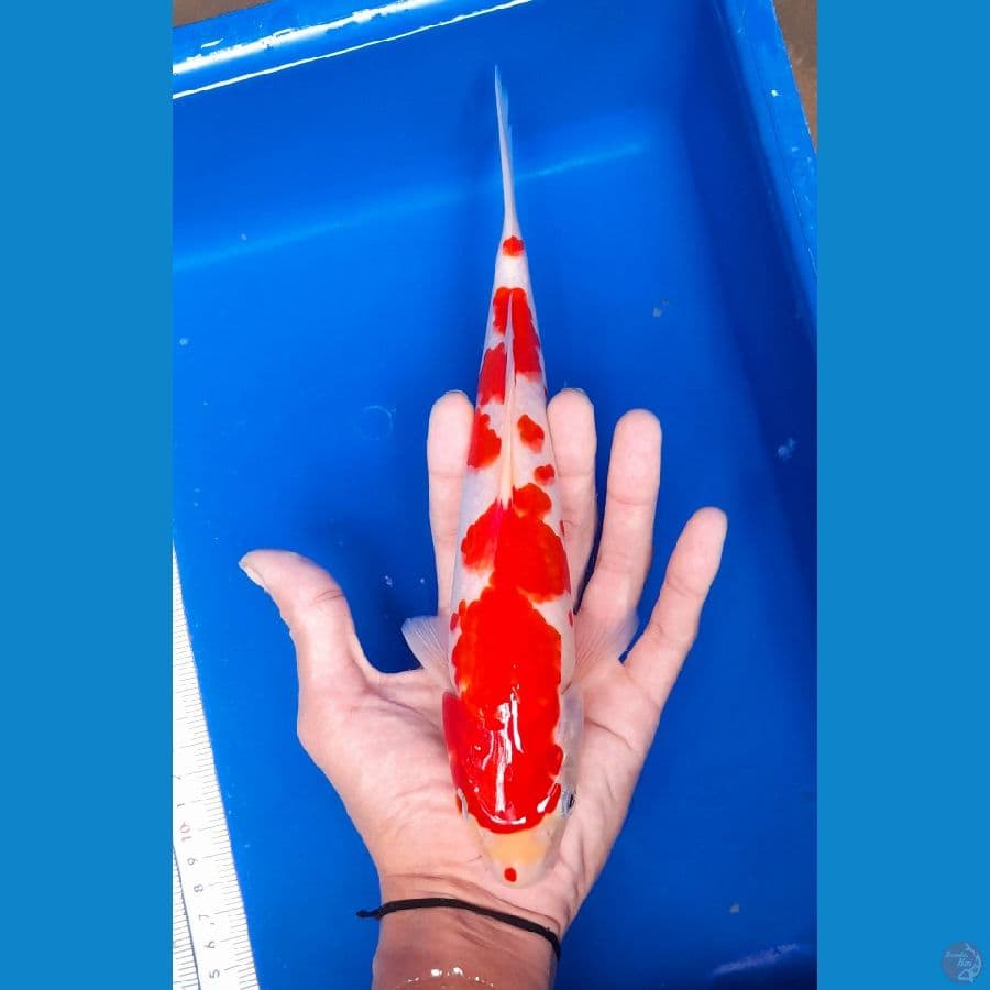 kohaku 26cm