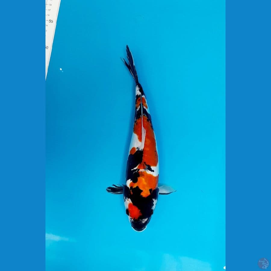 showa doit 30cm