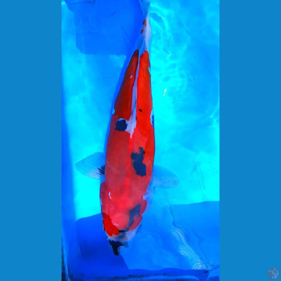 doitsu showa 33cm