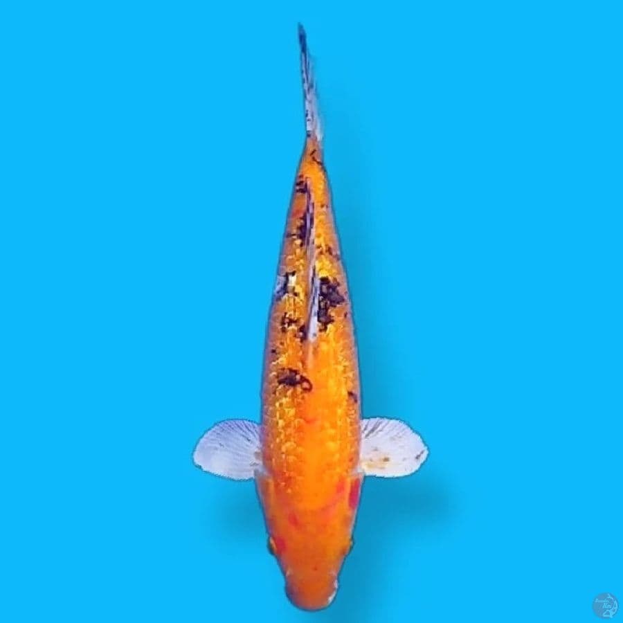 Kin Bekko Gindrin 40CM Male