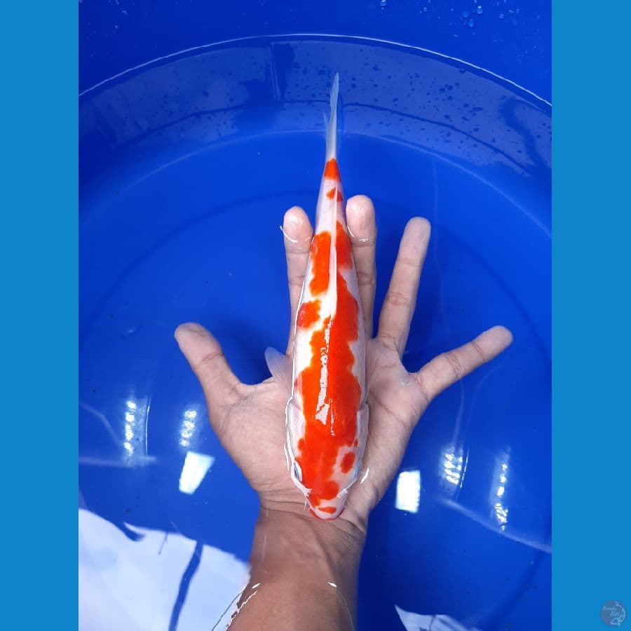 Kohaku Inazuma 25CM
