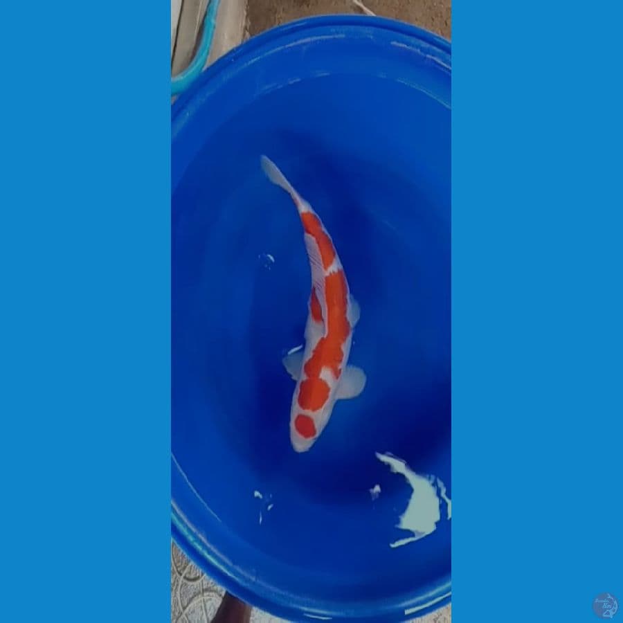 MARUTEN KOHAKU 53CM