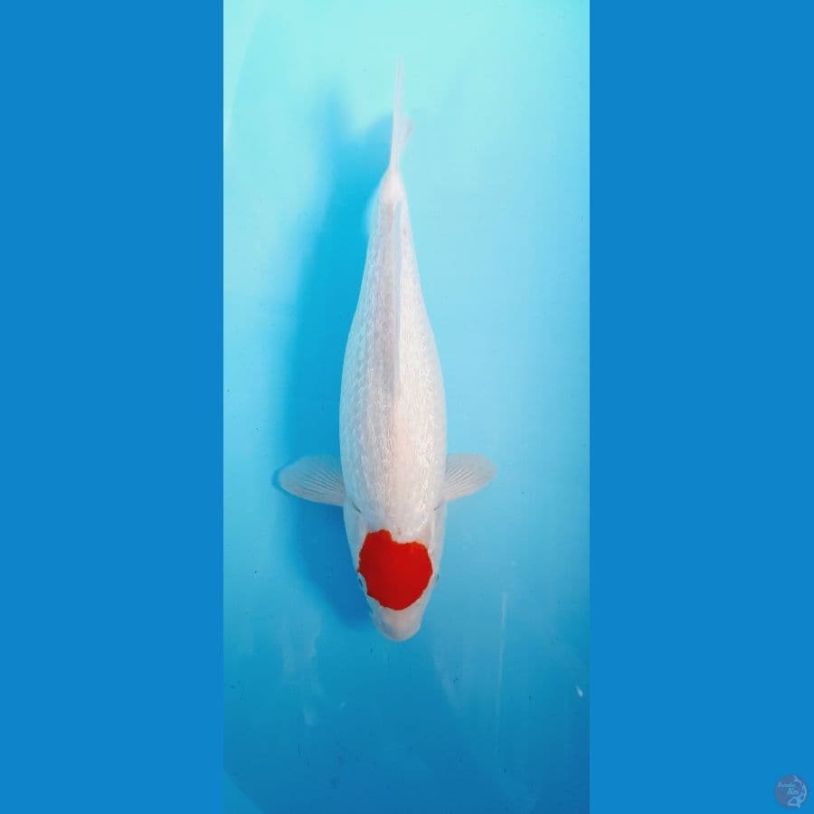 Tc Kohaku Ginrin female