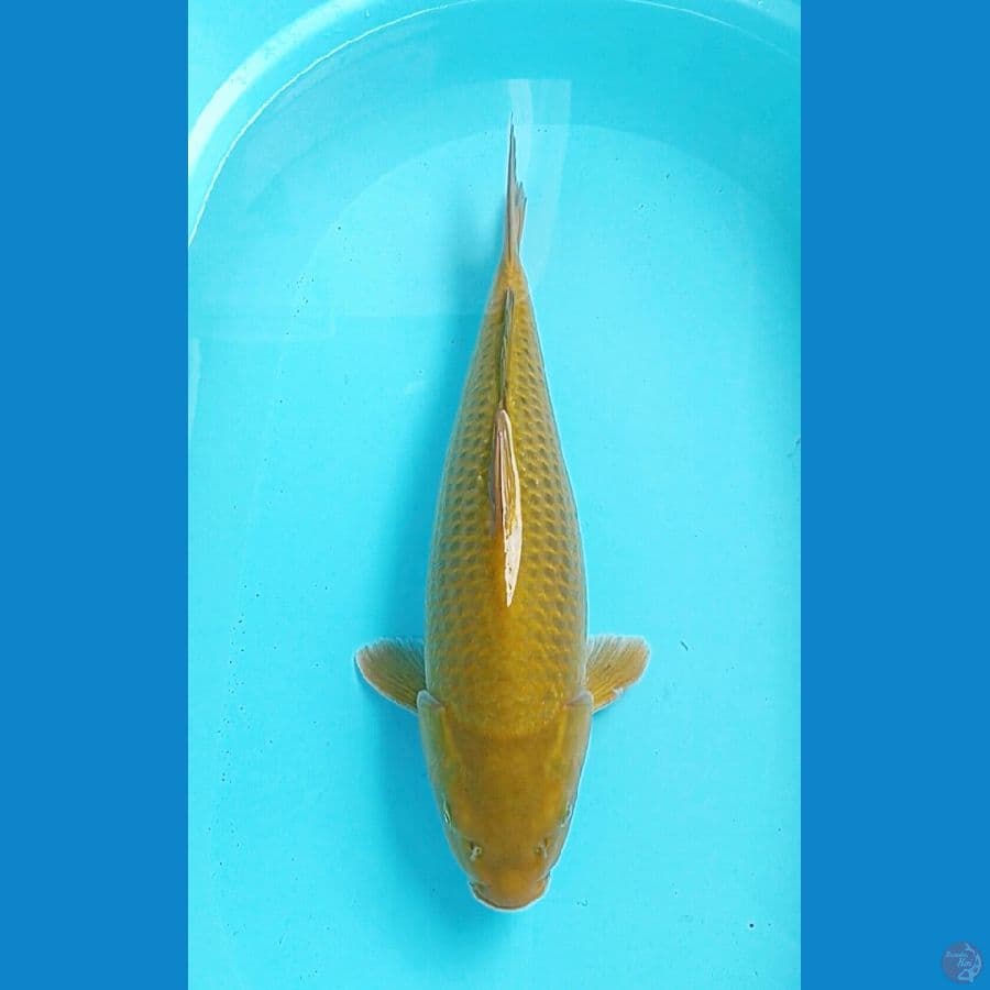 midori 47cm