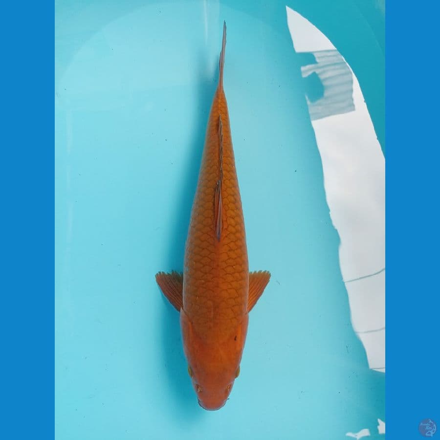 cagoi 37cm