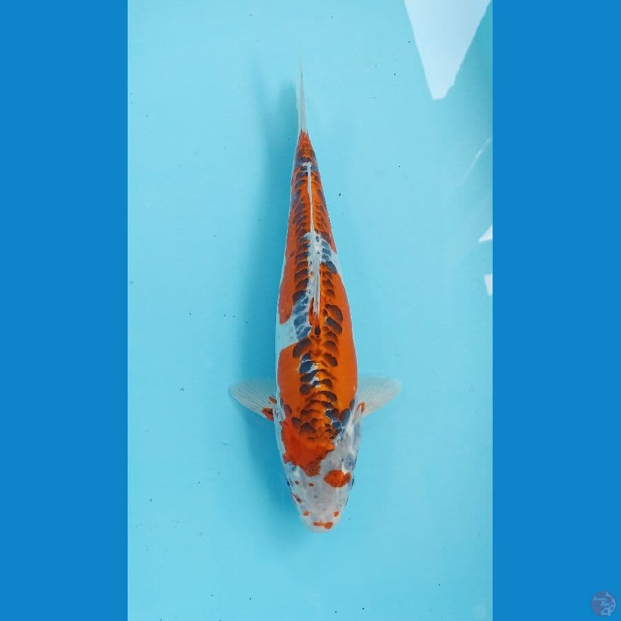 kujaku doit 33cm