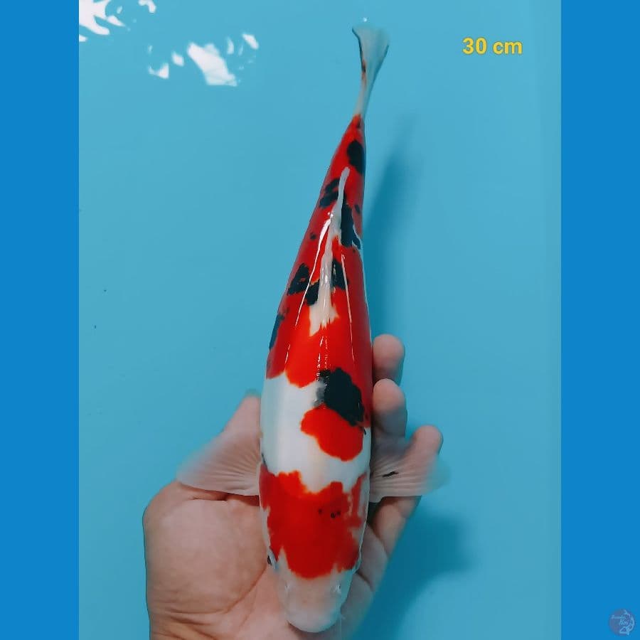 sanke doit murni 30 cm