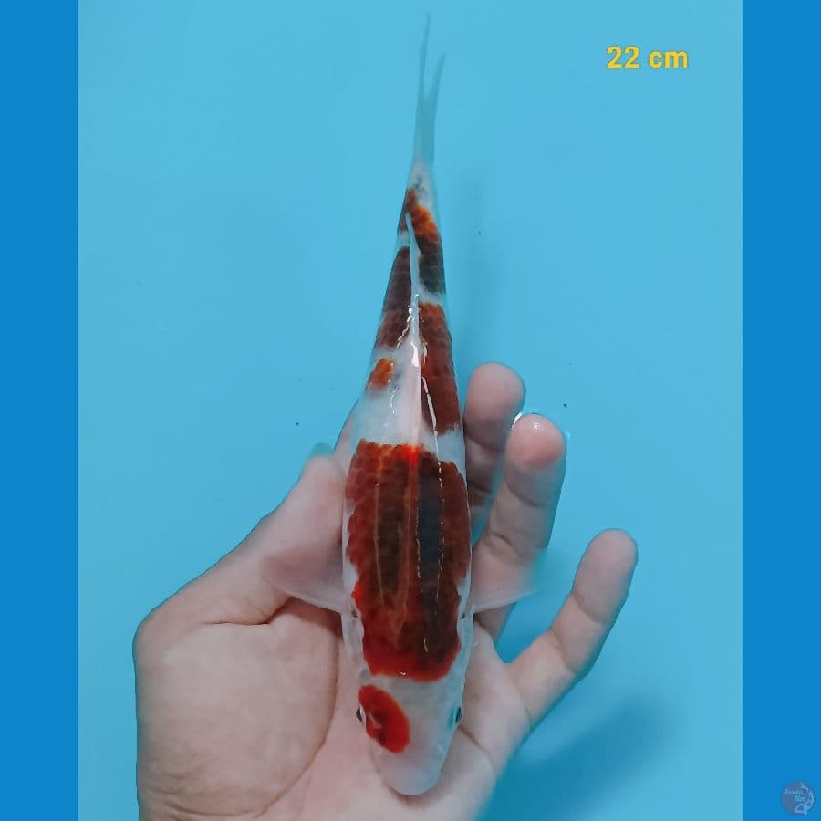 Ai Goromo 21 cm