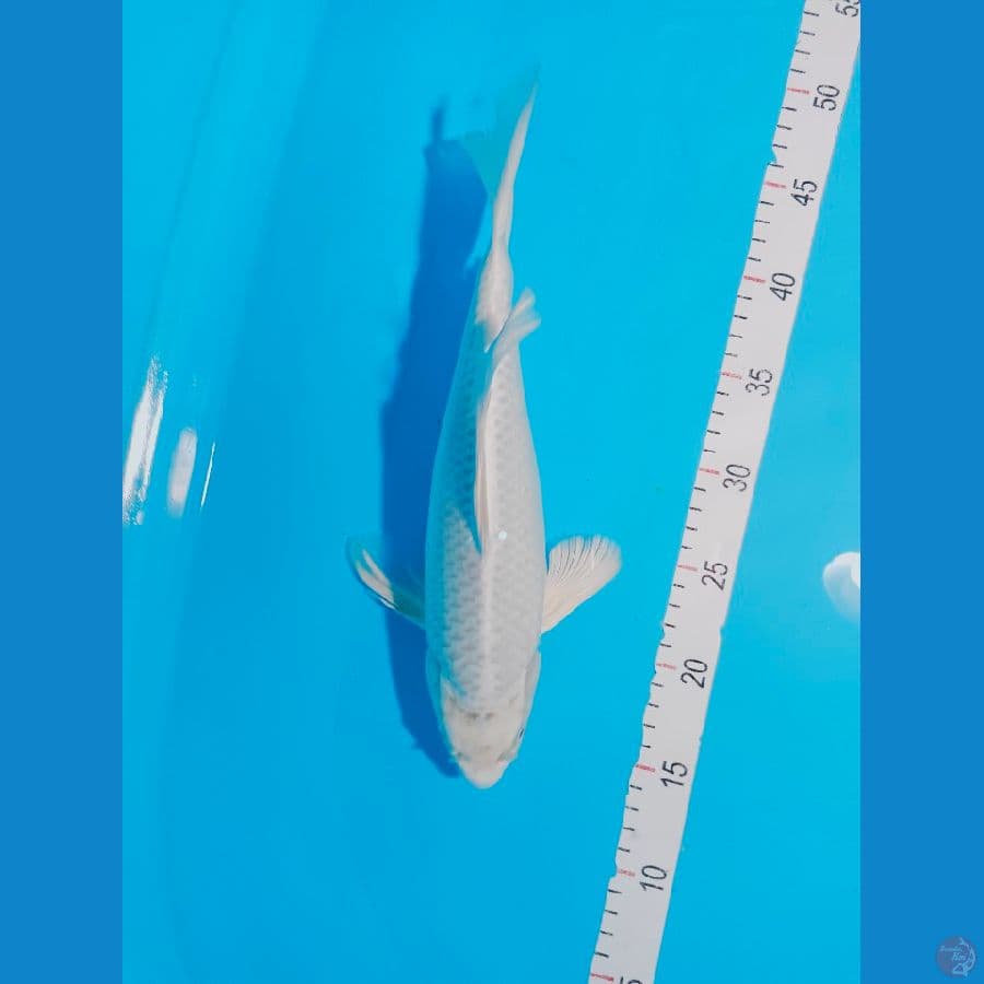 KUMPAY PLATINUM 33CM