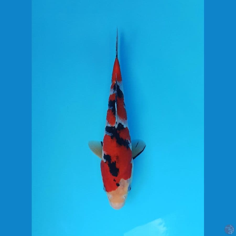 Tajima sanke red strong 26+cm