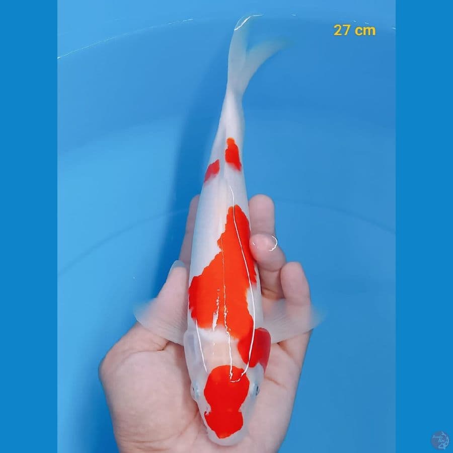 *KOHAKU//ML/27 CM*