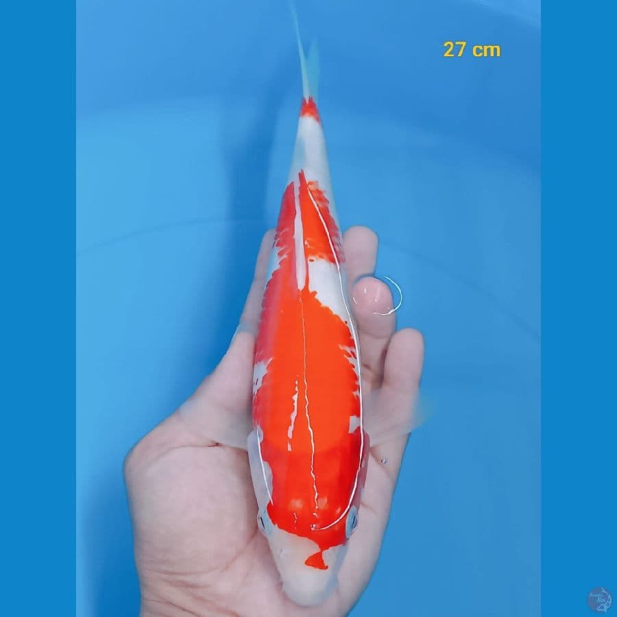 *KOHAKU//ML/ 27 CM*