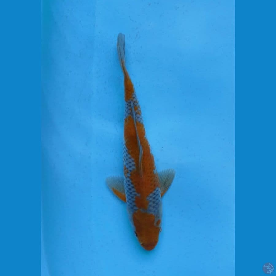 ochiba 27 cm