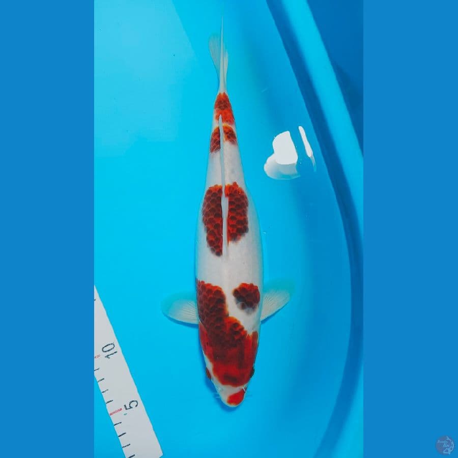 AI GOROM0 31 CM