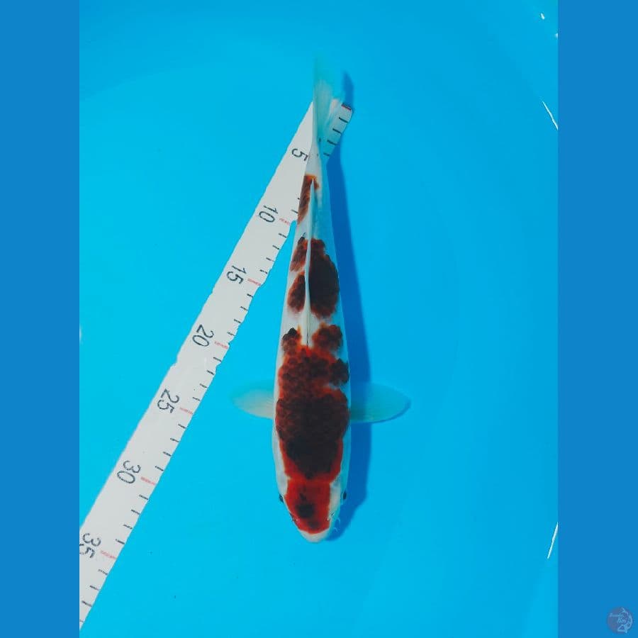 GOROMO 32 CM