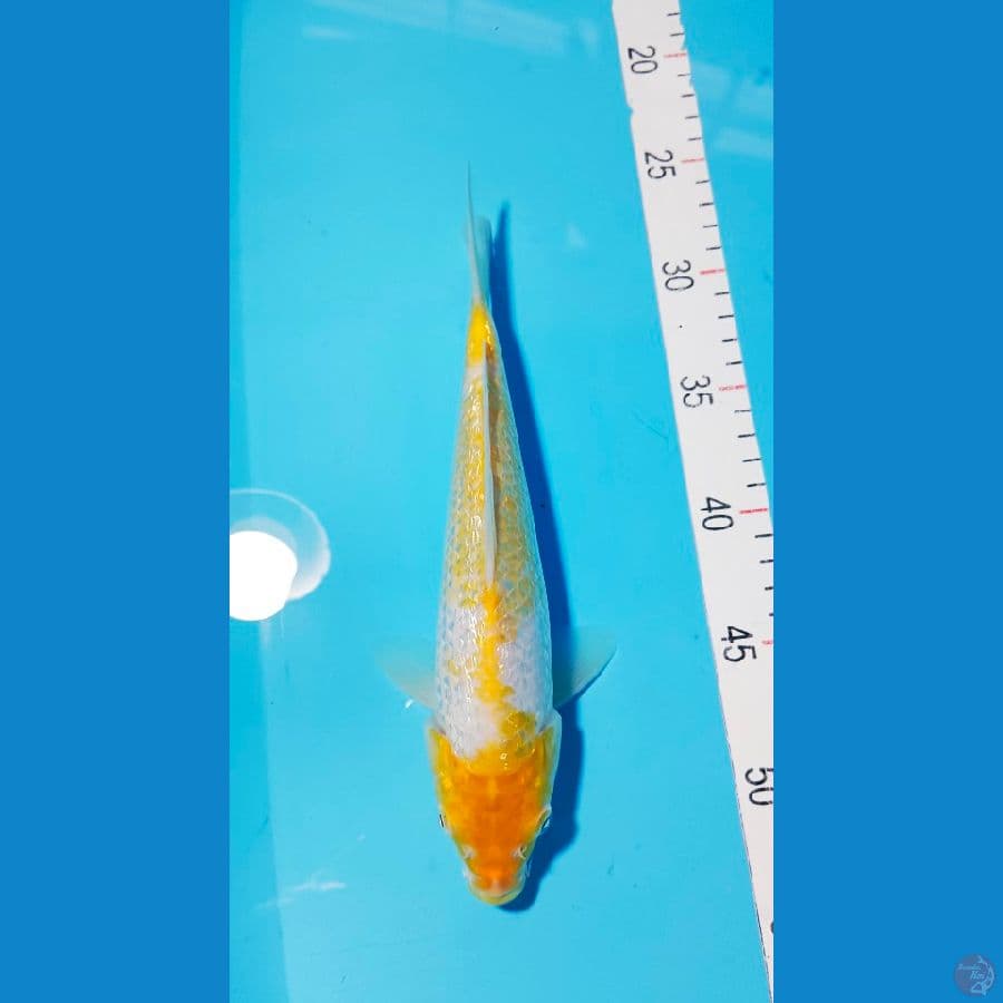 26 cm