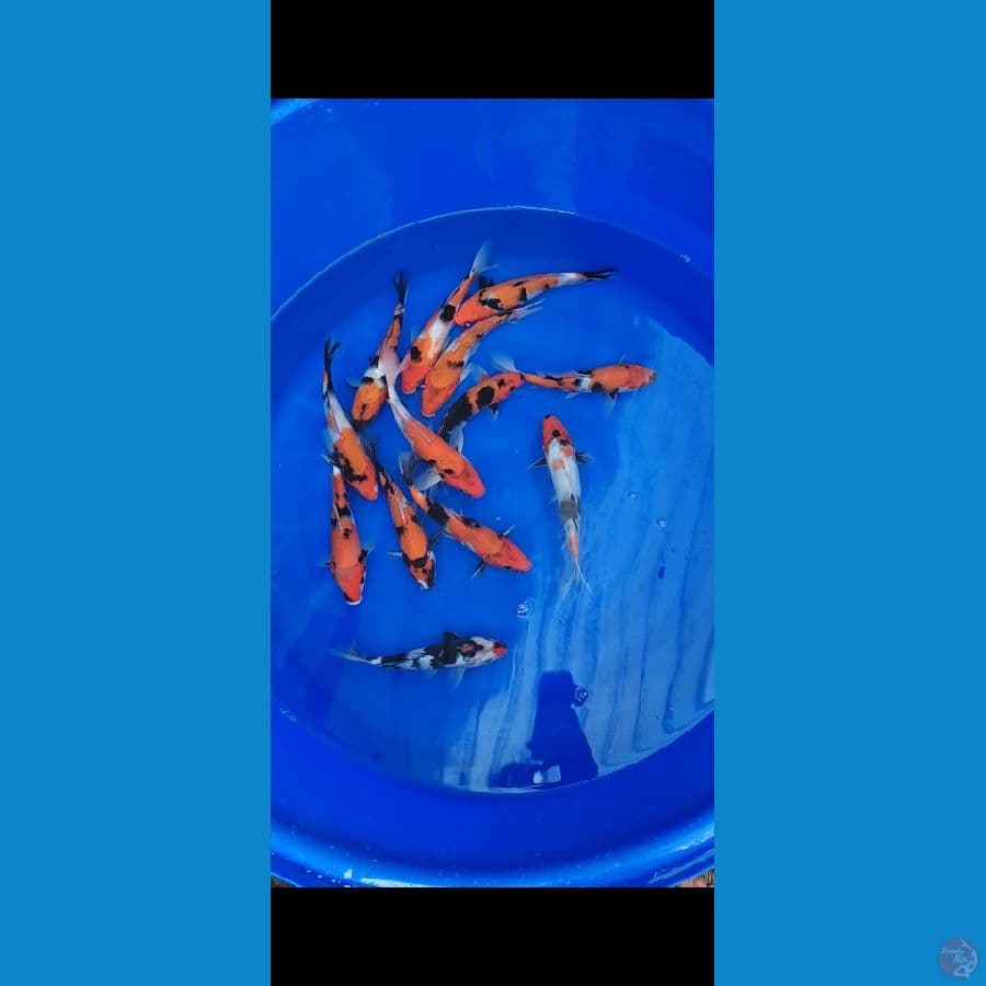 Showa Mix 23-25cm 13 ekor