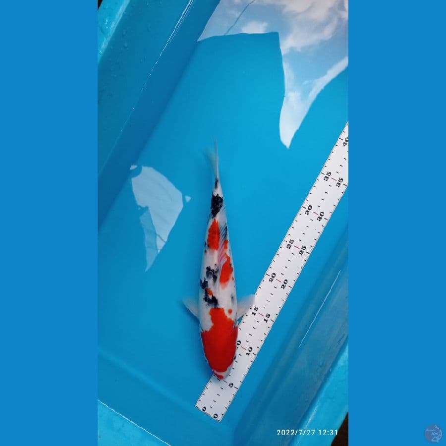 SANKE~30 CM