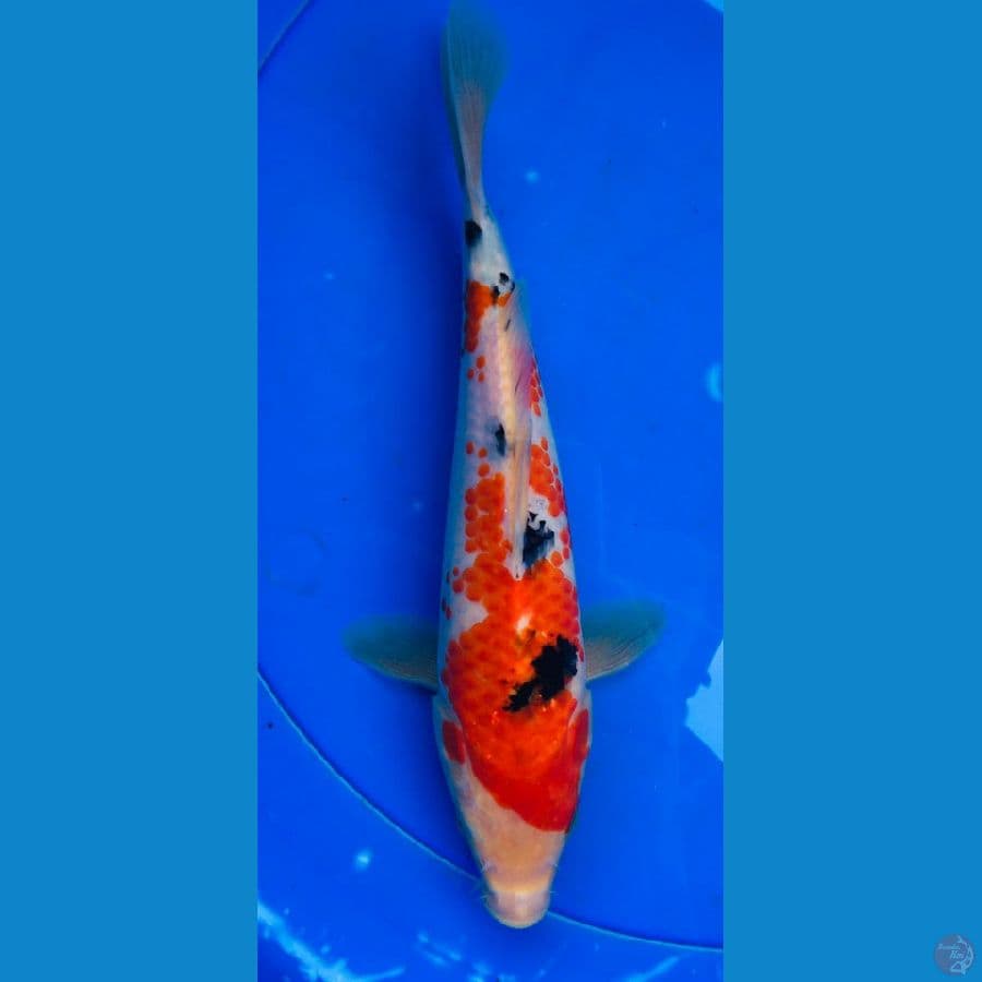 sanke kanoko