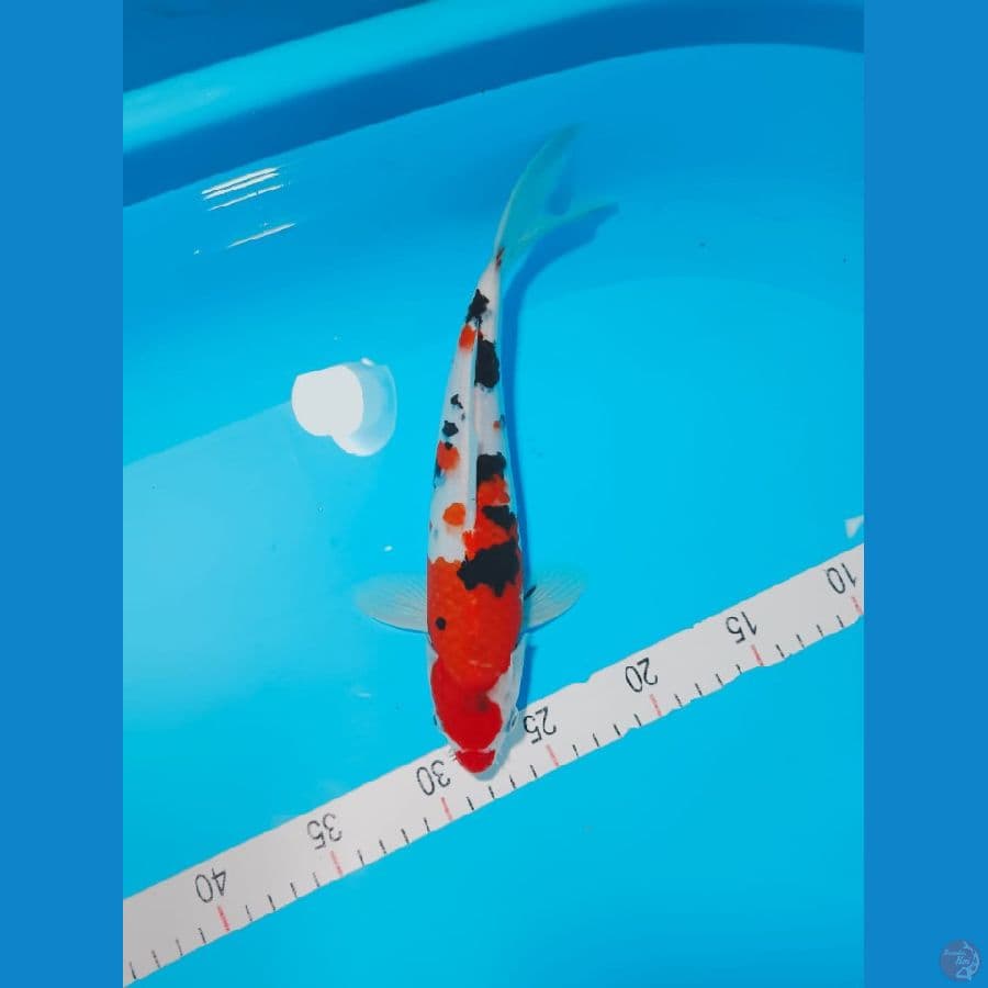 SANKE 27 CM